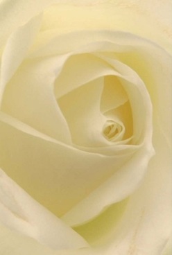 This close-up of a single cream rose uncovers layers of emotion and expert design at the heart of Kings Cross. The petals, arranged in soft, swirling whorls, reveal a subtle medley of ivory, cream, and the faintest hint of sunlight yellow-echoing the early morning hues spilling over Granary Square. Each layer invites touch, their surfaces velvety and smooth, curving inward in patient harmony. The lighting is artfully diffused, bathing the bloom in a gentle glow that heightens its innate elegance and draws out the nuanced highlights and shadows. There's a quiet, almost sacred calm within the rose, a serenity that calls to mind a moment of personal reflection in St. Pancras Gardens or a heartfelt gesture for a neighbour along Pentonville Road. The understated fragrance hovers in the imagination-clean and comforting, infusing the air with promise. Whether intended for sympathy, a romantic declaration, or as an anniversary gift, the pure lines and tranquil beauty of this rose reflect Kings Cross's unique blend of tradition and modern grace. The artistry behind each fold mirrors the care and pride of local florists, ensuring every arrangement delivered speaks volumes to both giver and recipient.